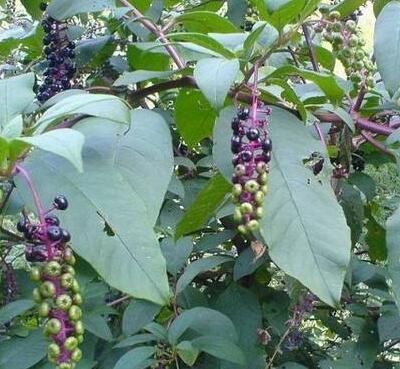 紅蓼水蓼傻傻分不清楚？小編教你怎么區(qū)別