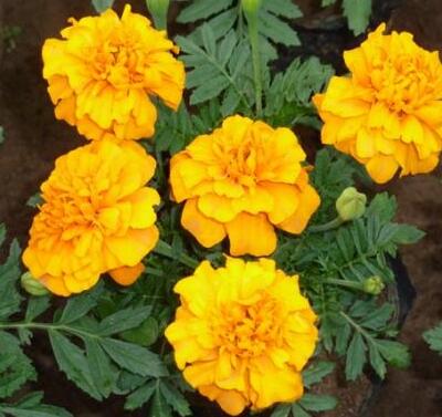  孔雀草的藥用價值你知道嗎？