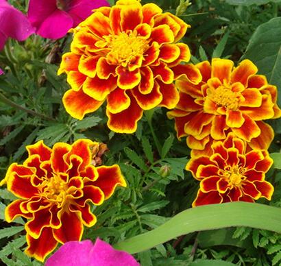  孔雀草的藥用價值你知道嗎？