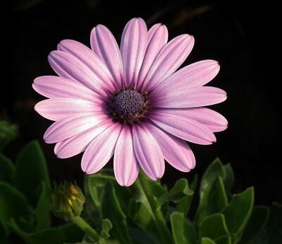 藍(lán)目菊越冬越夏小常識