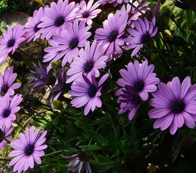 藍(lán)目菊越冬越夏小常識