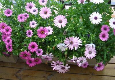 藍(lán)目菊越冬越夏小常識