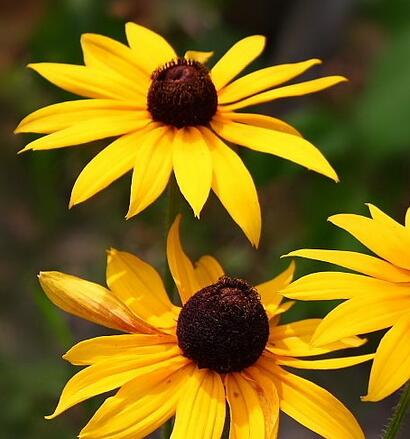 黑心菊和金光菊如何區(qū)分？小編教你！