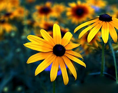 黑心菊和金光菊如何區(qū)分？小編教你！