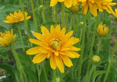 黑心菊和金光菊如何區(qū)分？小編教你！