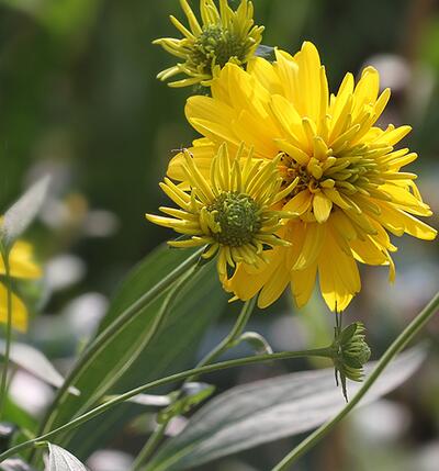 黑心菊和金光菊如何區(qū)分？小編教你！