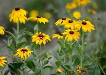 黑心菊和金光菊如何區(qū)分？小編教你！