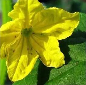 狗牙花生病了怎么辦？