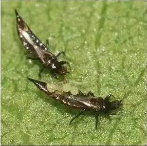 狗牙花生病了怎么辦？