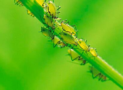 狗牙花生病了怎么辦？