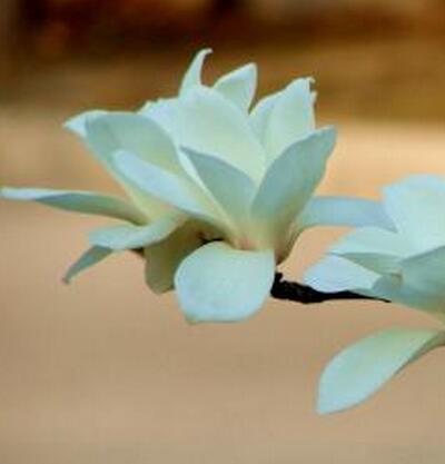 玉蘭花語大全，玉蘭的故事你知道嗎？