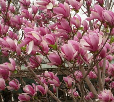 玉蘭花語大全，玉蘭的故事你知道嗎？