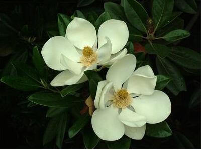 玉蘭花語大全，玉蘭的故事你知道嗎？