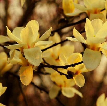 玉蘭花語大全，玉蘭的故事你知道嗎？