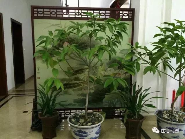 朋友曬美宅，96萬建流水花園別墅、舒適庭院！要多沒有多美！