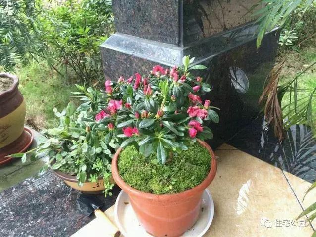 朋友曬美宅，96萬建流水花園別墅、舒適庭院！要多沒有多美！