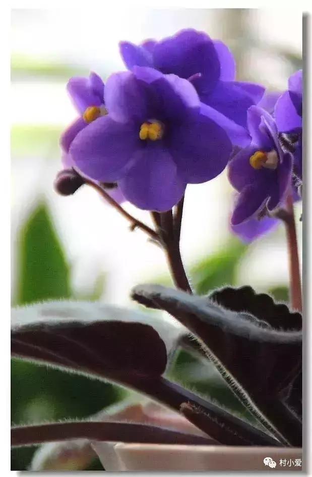 13×18m歐式二層小別墅設(shè)計圖，凹形布局有致