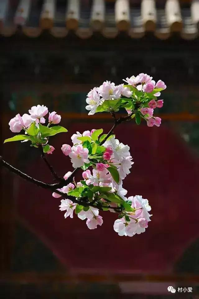 13×18m歐式二層小別墅設(shè)計圖，凹形布局有致