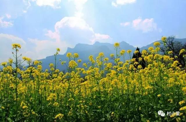 16x16m二層歐式小別墅方案圖，大落地窗+挑空客廳