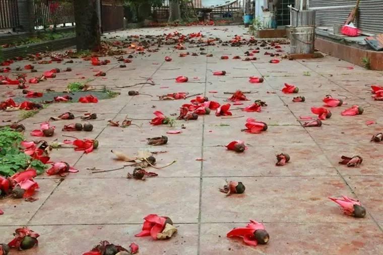 廣西北海：海泰別墅群的拆違，候鳥老人非常支持！為什么