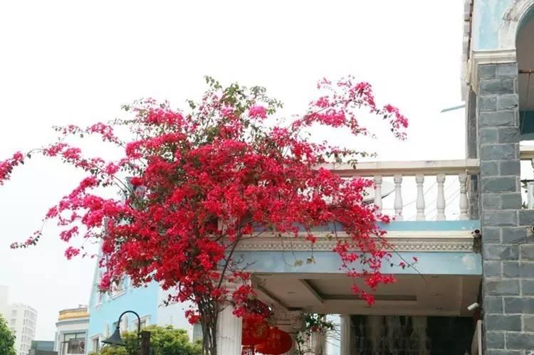 廣西北海：海泰別墅群的拆違，候鳥老人非常支持！為什么