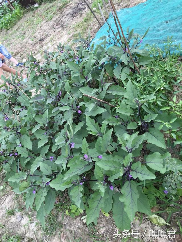 85后小伙子在外地打拼10年回農(nóng)村老家給爸媽蓋的小別墅~