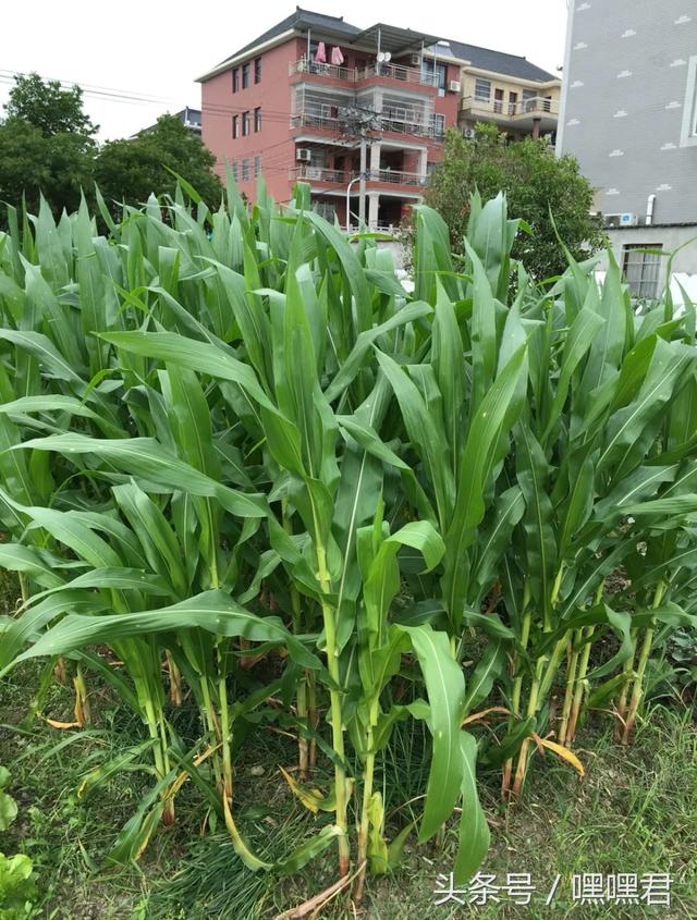 85后小伙子在外地打拼10年回農(nóng)村老家給爸媽蓋的小別墅~