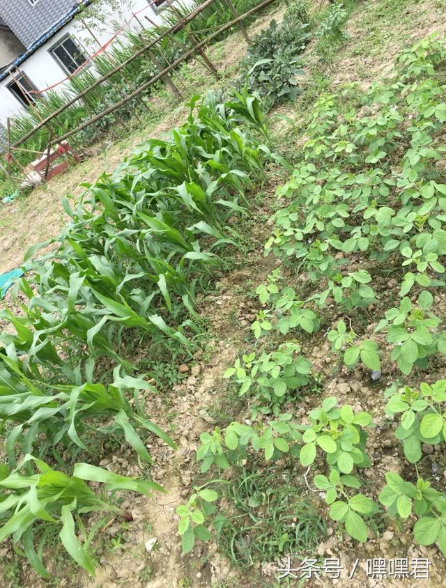 85后小伙子在外地打拼10年回農(nóng)村老家給爸媽蓋的小別墅~