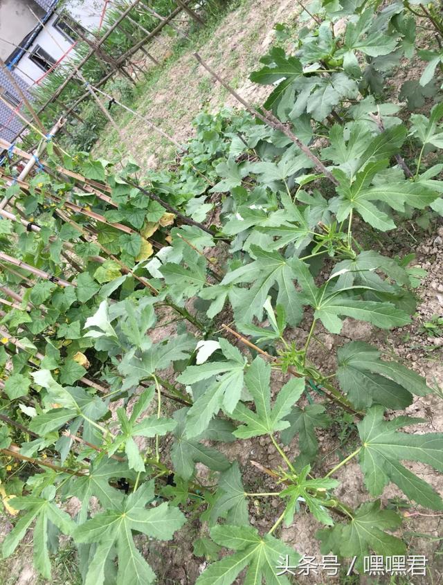 85后小伙子在外地打拼10年回農(nóng)村老家給爸媽蓋的小別墅~