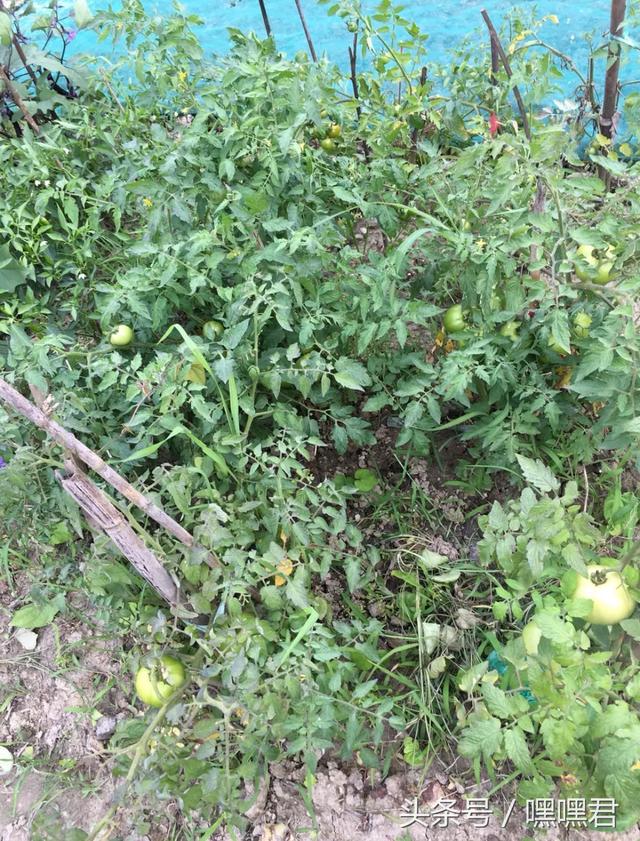 85后小伙子在外地打拼10年回農(nóng)村老家給爸媽蓋的小別墅~