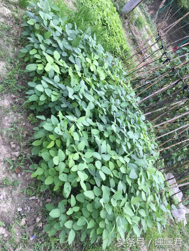 85后小伙子在外地打拼10年回農(nóng)村老家給爸媽蓋的小別墅~