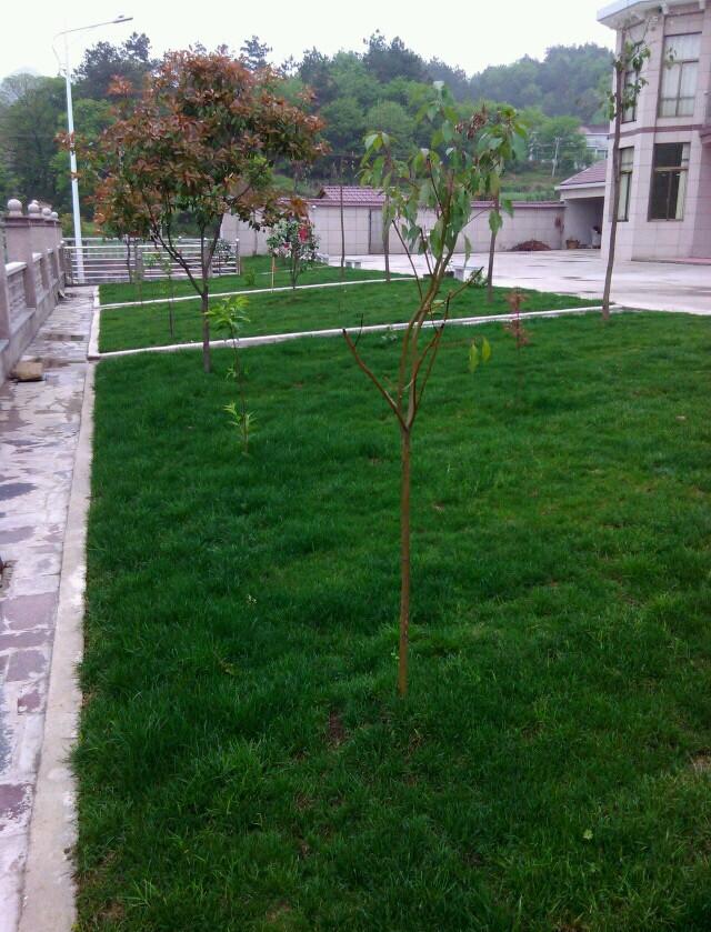 曬曬公公花100多萬的農(nóng)村小別墅，最喜歡院子里的草坪和大魚池！