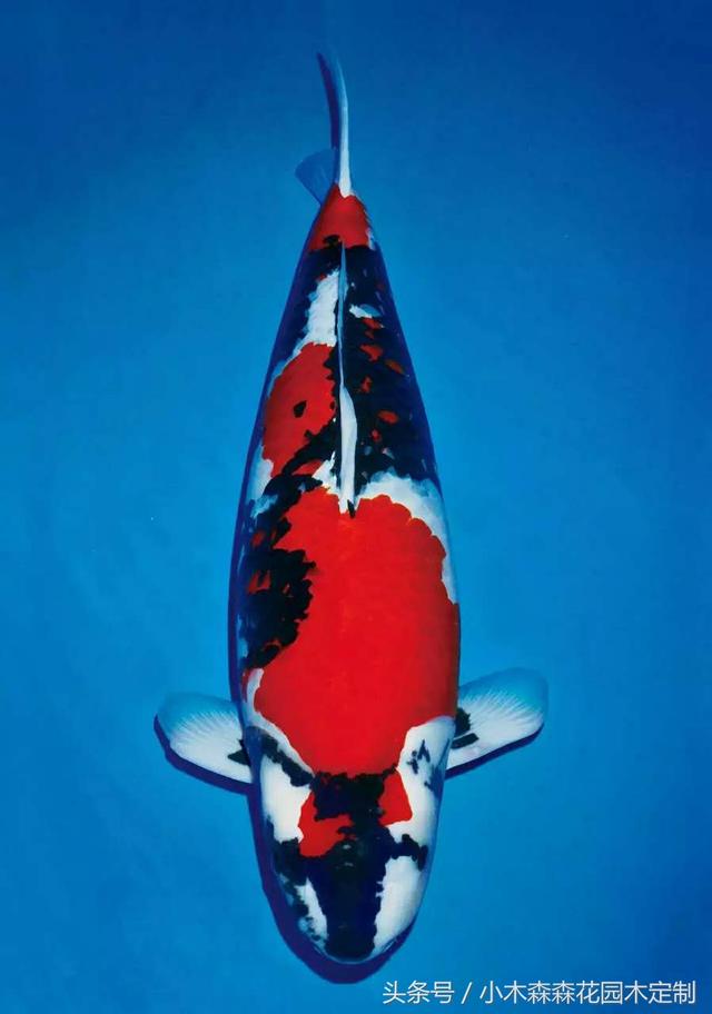 別墅花園之魚池設(shè)計(jì)