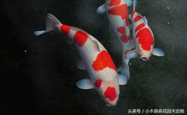 別墅花園之魚池設(shè)計(jì)