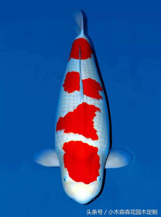 別墅花園之魚池設(shè)計(jì)