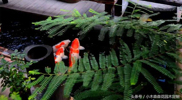 別墅花園之魚池設(shè)計(jì)