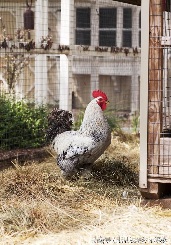 鄉(xiāng)村小別墅的風(fēng)景