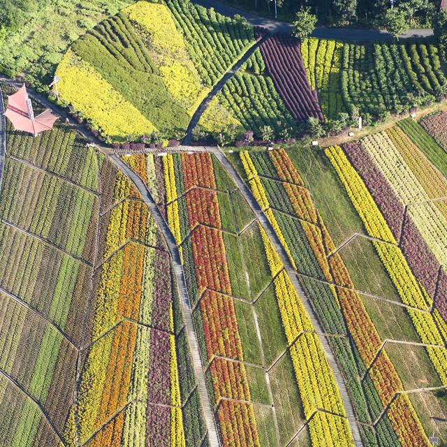 這里有深圳富豪聚居的別墅群，東部華僑城