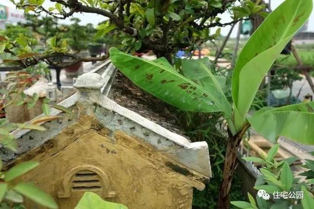 1000元買的農家小院，有樹有水有大瓦房，值么？