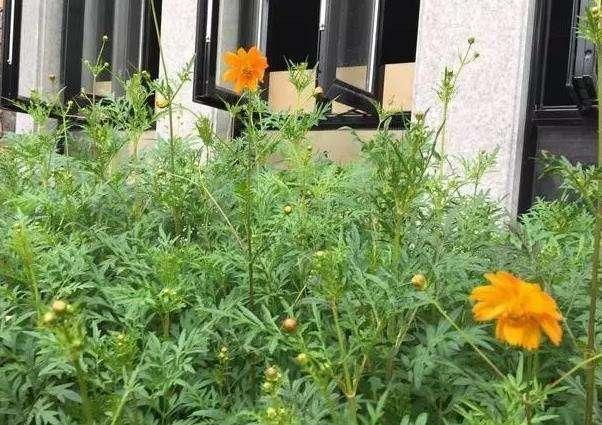 50萬的農(nóng)村別墅，公婆這錢花的值嗎