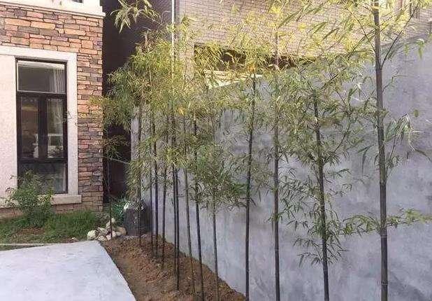 50萬的農(nóng)村別墅，公婆這錢花的值嗎