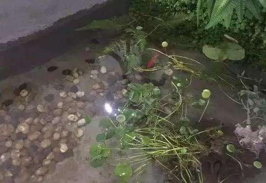 50萬的農(nóng)村別墅，公婆這錢花的值嗎