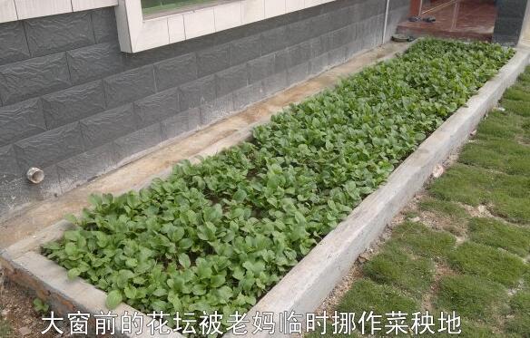 粵西網(wǎng)友建房記錄，讓本想在城里買房的都心動(dòng)了，改回鄉(xiāng)去建房了