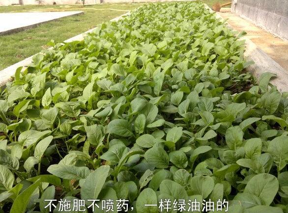 粵西網(wǎng)友建房記錄，讓本想在城里買房的都心動(dòng)了，改回鄉(xiāng)去建房了