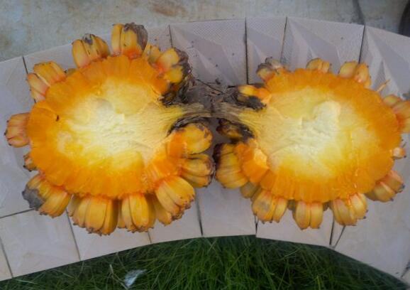 粵西網(wǎng)友建房記錄，讓本想在城里買房的都心動(dòng)了，改回鄉(xiāng)去建房了