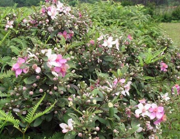 粵西網(wǎng)友建房記錄，讓本想在城里買房的都心動(dòng)了，改回鄉(xiāng)去建房了