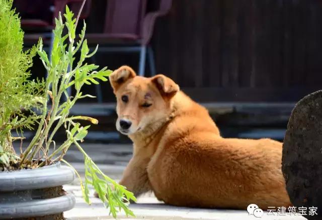 田園風(fēng)景房，未來舒適生活的新標(biāo)桿