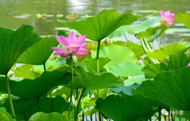 免費帶你游覽京郊最美的法國格拉斯小鎮(zhèn)