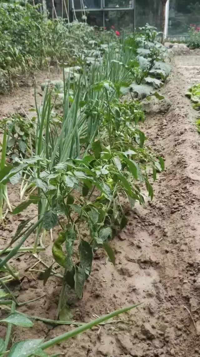 京郊的田園庭院，您也可以擁有