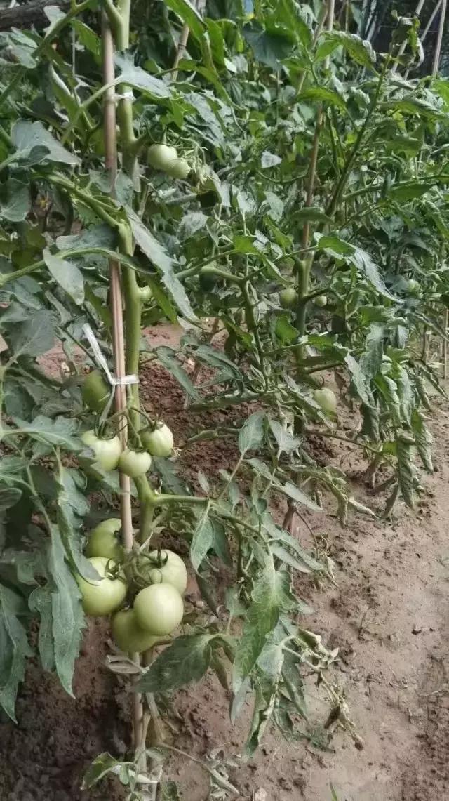 京郊的田園庭院，您也可以擁有